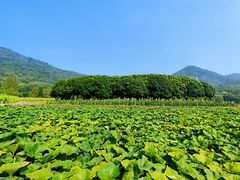 -八卦田遗址公园