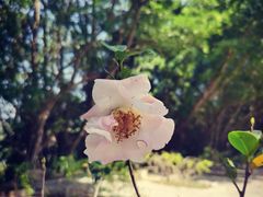 -深圳市中科院仙湖植物园