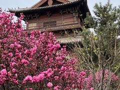 -善化寺