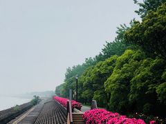 -上海滨江森林公园