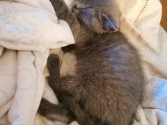 -pd派德宠物中心医院24H急重症·眼科中心·血液透析中心(嵩山北路店)