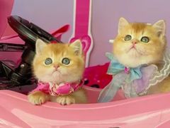 -翊宠yipet猫狗购宠庄园犬舍•猫舍