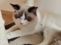 -猫腻·猫咖·撸猫馆(星光大道店)