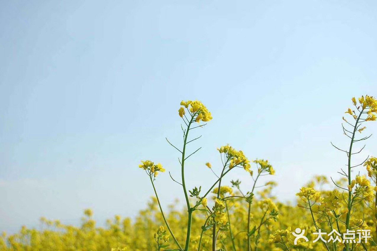 这里的油菜花灿烂了整个世界