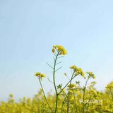 这里的油菜花灿烂了整个世界