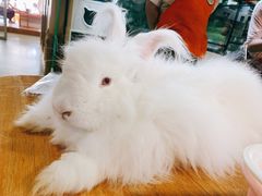 -藦茜花园宠物主题亲子互动体验馆(国顺东路店)