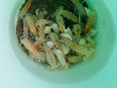 -万尾金滩