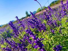 -北京东方普罗旺斯薰衣草庄园