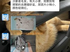-立德动物医院·重症转诊·24H夜诊·CT·心脏彩超(顺德中心分院)