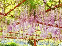 景点-嘉定紫藤园