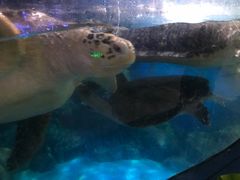 -烟台海昌鲸鲨海洋公园