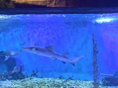 -太平洋海底世界