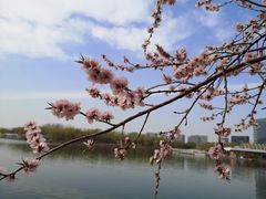 -大兴滨河森林公园