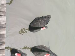 -大湾区中央湿地公园