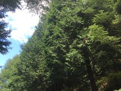 -四明山国家森林公园