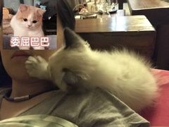 -袖虎·猫馆(体育西路店)