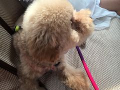 -喵宠乐园·撸猫互动·猫舍