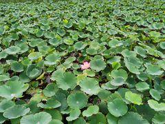 -天津东丽湖风景区