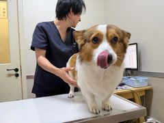 -爱妮康宠物医院·干细胞免疫细胞·肿瘤·心脏(张江店)