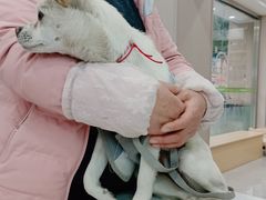 -瑞鹏宠物医院·超声·骨科·奇麟分院(蜀都万达店)