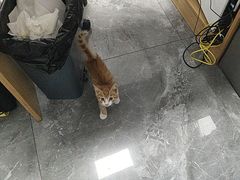 -东莞宠友24H宠物中心医院·转诊夜诊·异宠(新河北路院)