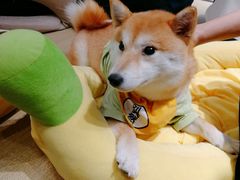 -逗柴咖啡屋·狗咖猫咖宠物桌游