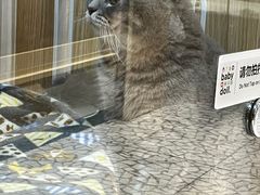 -momokira米努特·德文卷毛猫·棉花面纱犬