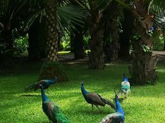 -中国科学院西双版纳热带植物园
