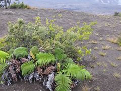 -夏威夷火山国家公园