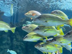 -上海海洋水族馆
