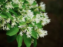-国家植物园