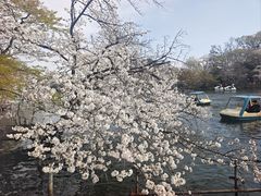 -井之头恩赐公园