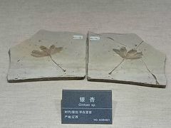 -安徽省地质博物馆