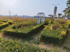 -空港花田景区