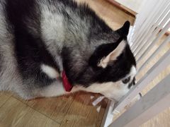 -Husky Go! 哈士奇体验馆·宠物咖啡厅狗咖