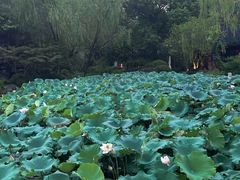 -杭州西子湖四季酒店·金沙厅