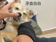 -柏萃动物医院·骨科·牙科