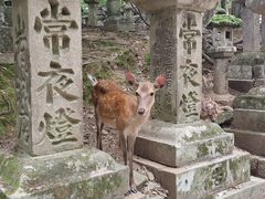 -奈良公园