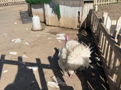 -前小桔亲子创意农场·草莓采摘·露营烧烤
