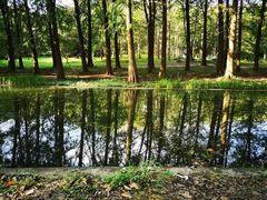 -上海共青森林公园