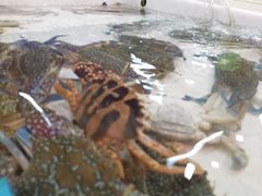 -拉威海鲜市场