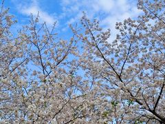 -东湖磨山景区樱花园-停车场