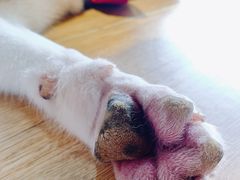 -Husky Go! 哈士奇体验馆·宠物咖啡厅狗咖