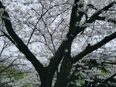 -武汉大学-樱园