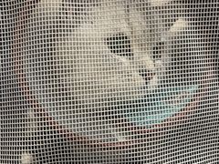 -艾贝尔宠物医院·24H转诊中心·肿瘤猫专科(江宁双龙店)