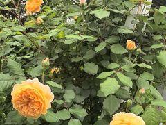 -秦皇岛秦皇国际大酒店