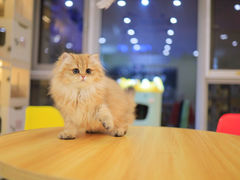 -柚子猫舍·精品猫舍购猫·猫咪认养·购宠·宠物店