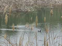 -野鸭湖国家湿地公园