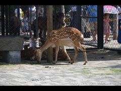 -长白岛森林公园