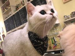 -猫色咖啡·猫咖